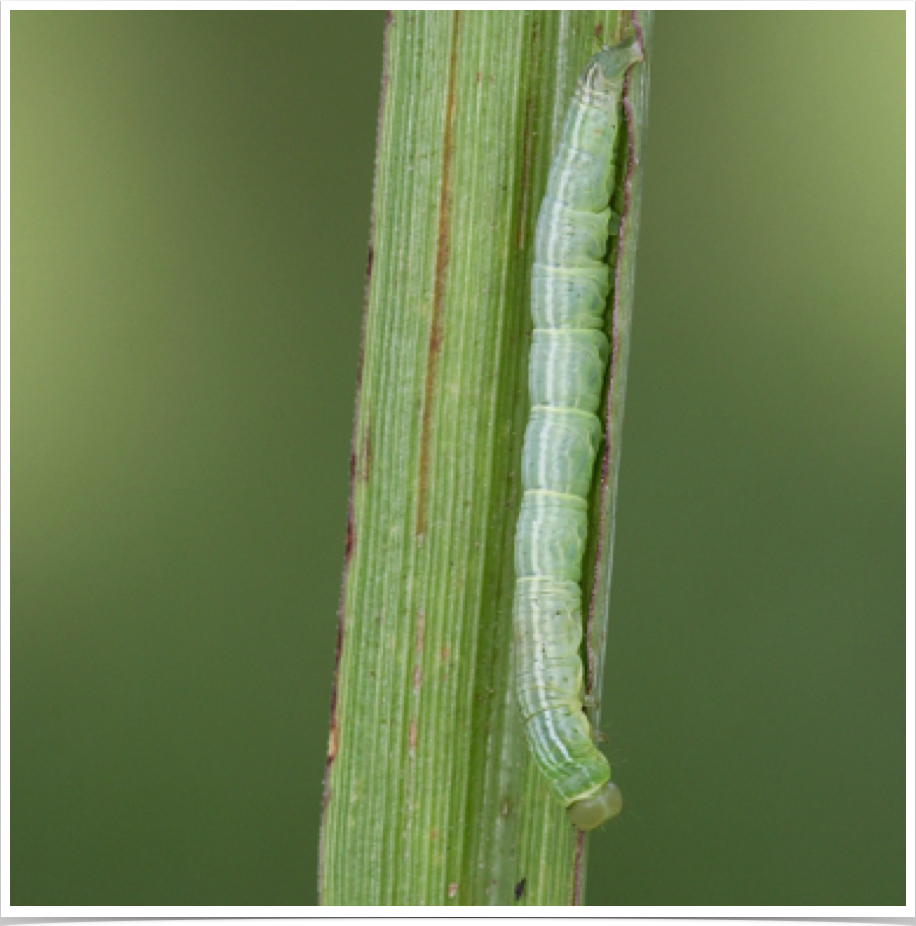 Marimatha nigrofimbria
Black-bordered Lemon Moth
Tuscaloosa County, Alabama